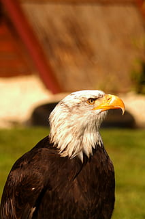 adler, aquila, raptor, uccello, in attesa di rapace, bald-eagle, temi animali, animale, un animale, uccello rapace, vertebrato, animali allo stato selvatico, fauna selvatica, aquila - uccello, concentrarsi sulle conoscenze acquisite, avvicinamento, nessuno, becco, analizzare, cercare, guardare, aquila calva, giorno, natura, guardando lontano, parte del corpo animale, all'aperto, testa di animale, bocca aperta, falco - uccello, 4K, CC0, dominio pubblico, privo di copyright
