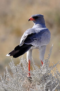 gris, negro, pájaro, halcón, movimiento, África, etosha, safari, Namibia, naturaleza, salvaje, parque Nacional, animales, animal, temas de animales, vertebrado, animales en la naturaleza, fauna animal, un animal, centrarse en primer plano, nadie, día, de cerca, tierra, posado, al aire libre, campo, mirando, vista lateral, árbol, cabeza de animal, cuello animal, 1080P, CC0, dominio público, libre de derechos