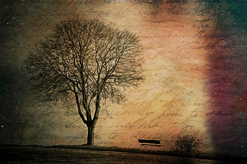 welken, Baummalerei, neben, Bank, Textur, Hintergrund, Baum, kahler Baum, Schriftart, Handschrift, grunge, Natur, Stimmung, einsam, Briefe, Schreibwaren, Design, dekorativ, Pflanze, keine Leute, Ast, Himmel, draußen, Baumstamm, Autopostproduktionsfilter, Kofferraum, Schönheit in der Natur, Feld, Ruhe, Land, Einsamkeit, Struktureffekt, Silhouette, ruhige Szene, 2K, CC0, gemeinfrei, lizenzfrei