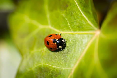 rød, lady bug, blad, makrofotografering, sort, mariehøne, grøn, blad plante, insekt, plante, punktum, kravle, få øje på, vinge, bille, makro, plante del, dyre temaer, hvirvelløse, dyr, dyreliv, tæt på, grøn farve, natur, et dyr, ingen mennesker, dyr i naturen, udendørs, dag, lille, selektiv fokusering, 5K, CC0, offentligt domæne, royaltyfrie