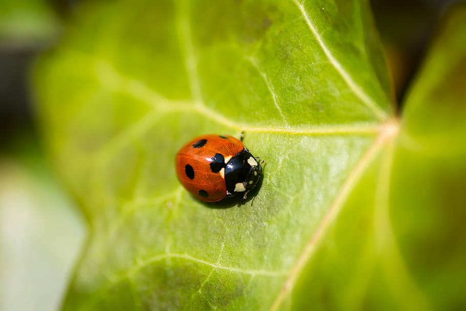 vermell, senyoreta, full, fotografia macro, negre, verd, planta de fulla, insecte, error, planta, Marieta, punt, gatejar, lloc, ala, escarabat, macro, part de la planta, temes d'animals, invertebrat, animal, fauna animal, primer pla, color verd, naturalesa, un animal, cap gent, animals a la natura, a l'aire lliure, dia, petit, enfocament selectiu, 5K