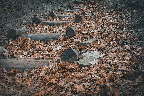 trapp, laget, tre logg, brune tretrapper, Logg, sti, pathway, trinn, blader, land, dag, felt, plante del, blad, natur, høy vinkel visning, ingen folk, utendørs, skog, tre - materiale, metall, tørke, stor gruppe gjenstander, ro, nærbilde, forlatt, fast, rusten, tre, 5K, CC0, offentlig domene, opphavsrett gratis