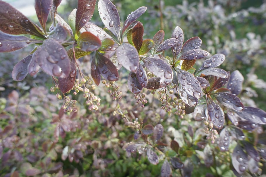 arbust, barberry, fons, temes d'animals, cap gent, naturalesa, primer pla, planta, dia, animals a la natura, animal, aigua, fauna animal, creixement, vertebrats, bellesa a la natura, enfocament selectiu, part de la planta, un animal, full, tirar, humit, a l'aire lliure, gota de pluja, 2K