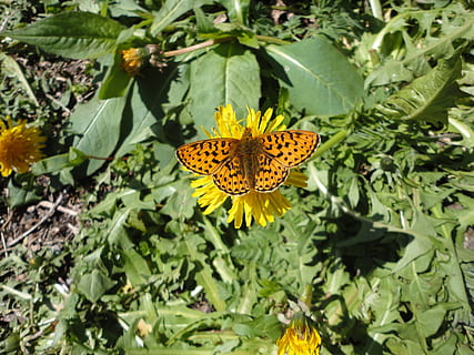 borboleta, Primavera, perto, flor, planta com flores, plantar, beleza na natureza, crescimento, cabeça de flor, folha, parte da planta, amarelo, pétala, fragilidade, frescura, invertebrado, inseto, borboleta - inseto, natureza, vulnerabilidade, inflorescência, asa animal, animais em estado selvagem, ninguém, polinização, ao ar livre, pólen, 2K, CC0, domínio público, royalty free