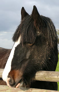 hest, arbeid, rustikk, hode, natur, dyr, hesthodet, gård, pattedyr, dyre temaer, ett dyr, virveldyr, husdyr, kjæledyr, innenlands, dyreliv, ingen folk, dag, dyr kroppsdel, arbeidsdyr, land, himmel, utendørs, dyr hode, planteetende, 1080P, CC0, offentlig domene, opphavsrett gratis
