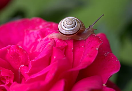 cargol, rosa, pètals, shell, rosada, mol·lusc, gasteròpode, invertebrat, animal, fauna animal, primer pla, temes d'animals, fragilitat, bellesa a la natura, un animal, vulnerabilitat, planta amb flors, flor, planta, animals a la natura, pètal, frescor, naturalesa, closca d’animals, color rosa, cap gent, cap de flor, pluja, 2K, CC0, domini públic, lliure de regalies