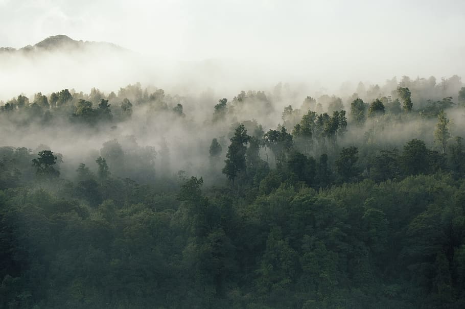 yeşil, yapraklı, ağaçlar, kapalı, sis, gündüz, orman, sisli, hava, Fotoğraf, tepeler, bulut, doğa, ağaç, scenics, peyzaj, açık havada, dağ, bulut - gökyüzü, huzur, puslu, bitki, manzaralar - doğa, doğada güzellik, çevre, sakin sahne, arazi, insansız, gökyüzü, büyüme, kentsel olmayan sahne, yeşillik, yemyeşil bitki örtüsü, ormanlık, yağmur ormanı, tropikal yağmur ormanı, 2K