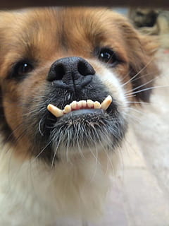 solamente, dólar, wang, un animal, temas de animales, animal, mamífero, nacional, mascotas, animales domesticos, perro, canino, parte del cuerpo del animal, de cerca, cabeza de animal, retrato, nadie, centrarse en primer plano, vertebrado, pequeña, mirando a la cámara, día, bigotes, hocico, nariz de animal, boca de animal, 1080P, CC0, dominio público, libre de derechos