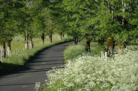krajina, jaro, Příroda, strom, bílý, cesta, tráva, zelená, promenáda, na základě, aubrac, venku, zelená barva, pěšina, silnice, venkovské scény, zemědělství, den, rostlina, růst, směr, krása v přírodě, cesta vpřed, přistát, přeprava, skutečných lidí, klid, les, chůze, životního stylu, klidné scény, 1080P, CC0, veřejná doména, bez autorských práv