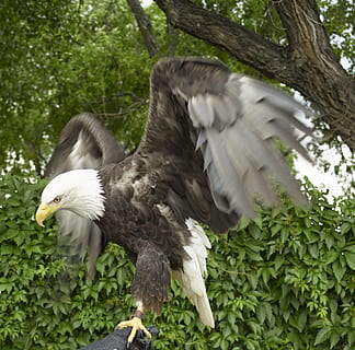 skaldet, ørn, perched, træ gren, Hvidhovedet havørn, raptor, fugl, natur, træ, grene, vild, amerikansk, symbol, fjer, dom, majestætisk, vinger, rovdyr, fangenskab, sprede, indelukke, et dyr, spredte vinger, dyr kropsdel, dyr i naturen, dyreliv, dyre temaer, dyr, hvirveldyr, plante, flyvende, dag, grøn farve, ingen mennesker, rovfugl, vækst, ørn - fugl, fokus på forgrunden, udendørs, flagrende, 1080P, CC0, offentligt domæne, royaltyfrie