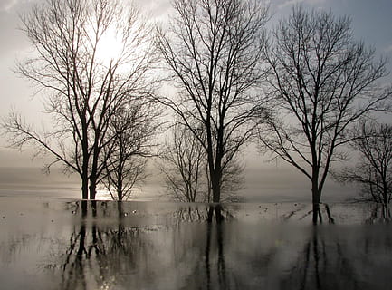 træer, vinter, refleksioner, solopgang, landskab, morgen, regner, silhuetter, grene, vand, afspejling, ro, træ, sø, bare træ, scenics - natur, rolig scene, skønhed i naturen, natur, himmel, ingen mennesker, plante, ikke-urbane scene, havnefronten, dag, idyllisk, tåge, udendørs, refleksions søen, 1080P, CC0, offentligt domæne, royaltyfrie