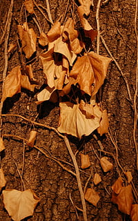 tardor, full, fullatge, caure, caigut, sec, arbre, gent, fulles, naturalesa, maple, Sant, a l'aire lliure, canvi, bosc, medi ambient, grup, sòl, cap gent, primer pla, dia, fragilitat, part de la planta, vulnerabilitat, terra, camp, marró, caient, fons, marc complet, vista d’angle alt, condició natural, fulla d'auró, col·lecció de tardor, 2K, CC0, domini públic, lliure de regalies