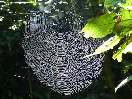Rete, ragno, natura, ragnatela, insetto, foresta, giungla, foresta pluviale, Costa Rica, concentrarsi sulle conoscenze acquisite, avvicinamento, pianta, fragilità, nessuno, vulnerabilità, giorno, albero, parte vegetale, foglia, bellezza nella natura, all'aperto, crescita, luce del sole, modello naturale, acqua, complessità, 4K, CC0, dominio pubblico, privo di copyright