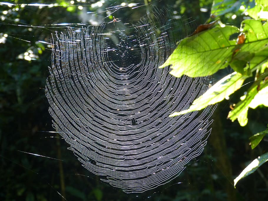 Rete, ragno, natura, ragnatela, insetto, foresta, giungla, foresta pluviale, Costa Rica, concentrarsi sulle conoscenze acquisite, avvicinamento, pianta, fragilità, nessuno, vulnerabilità, giorno, albero, parte vegetale, foglia, bellezza nella natura, all'aperto, crescita, luce del sole, modello naturale, acqua, complessità, 4K