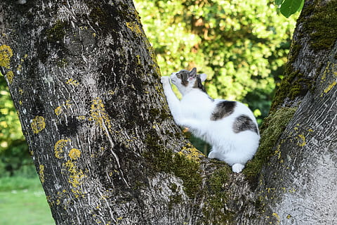 gatto, albero, graffiare, gatto, albero, verde, natura, animale, all'aperto, foresta, un animale, tronco d'albero, temi animali, animali domestici, mammifero, felino, vertebrato, domestico, tronco, gatto domestico, pianta, nessuno, giorno, concentrarsi sulle conoscenze acquisite, baffo, abbaiare, 4K, CC0, dominio pubblico, privo di copyright