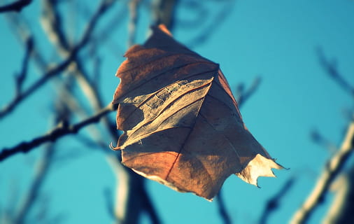 natura, foglia, autunno, uno, alla corte di, rametto, parte vegetale, avvicinamento, asciutto, nessuno, pianta, concentrarsi sulle conoscenze acquisite, bellezza nella natura, giorno, modificare, vena fogliare, fragilità, albero, vulnerabilità, all'aperto, luce del sole, messa a fuoco selettiva, la tranquillità, le foglie, condizione naturale, secco, 2K, CC0, dominio pubblico, privo di copyright
