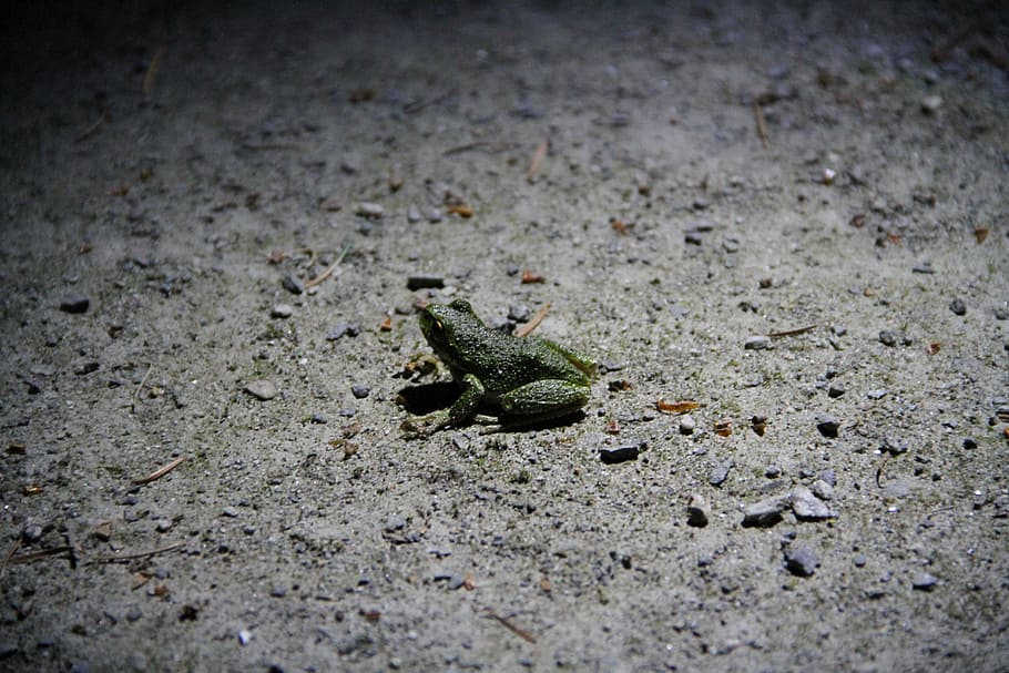 Frosch, Natur, Licht, Nacht, süß, Tier, Licht, Nacht-, Tierwelt, tropisch, wild, Grün, klein, Sitzung, Sommer-, Reptil, nass, Fluss, ein Tier, Tierthemen, Tiere in freier Wildbahn, Tag, Strand, keine Leute, selektiver Fokus, Vignette, High Angle View, Nahansicht, Land, draußen, Straße, Blatt, texturiert, Amphibie, Boden, wirbellos, Oberflächenniveau, Beton, 5K