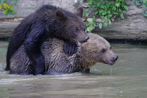 dva, hnědý, medvědi, tělo, voda, Medvěd hnědý, dravec, medvěd, teddy, savců, nebezpečný, hrát si, hravý, ursus arctos, zvíře, savec, volně žijících živočichů, Příroda, masožravec, zvířata ve volné přírodě, aljaška - usa stát, velký, les, řeka, zvířat, Grizzly, nikdo, skupina zvířat, den, dvě zvířata, obratlovců, mokré, mladé zvíře, venku, hledá, 5K, CC0, veřejná doména, bez autorských práv