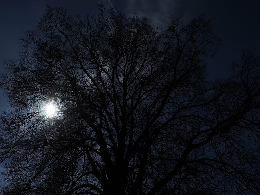arbre, enorme, llum de fons, estètic, branques, tribu, potent, sol, fosc, trist, oms, ulmus, oms de fulles suaus, rusten, efe, família d’elmes, ulmàcies, eldulme, ulmus minor, iper, arbre caducifoli, cel, vista d’angle baix, silueta, planta, arbre nu, cap gent, naturalesa, branca, tranquil·litat, nit, bellesa a la natura, a l'aire lliure, il·luminat, escenics - natura, lluna, llum de la lluna, copa de l'arbre, 4K
