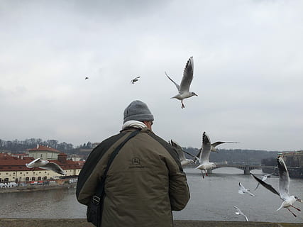 pasăre, unchi, om, zbor, un animal, doar un singur om, vedere din spate, animale sălbatice, animale vertebrate, animale în sălbăticie, arhitectură, oameni adevărați, o persoana, grup de animale, cer, bărbați, natură, zi, apă, construită, grup mare de animale, exteriorul clădirii, pescăruş de mare, în aer liber, peisaj urban, stol de păsări, 2K, CC0, domeniu public, fără drepturi de autor