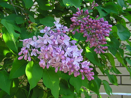 primavera, lila, arbre, flor, planta amb flors, planta, fragilitat, vulnerabilitat, frescor, creixement, bellesa a la natura, part de la planta, full, primer pla, pètal, naturalesa, porpra, color rosa, botànica, dia, cap gent, inflorescència, cap de flor, a l'aire lliure, Ram de flors, 1080P, CC0, domini públic, lliure de regalies