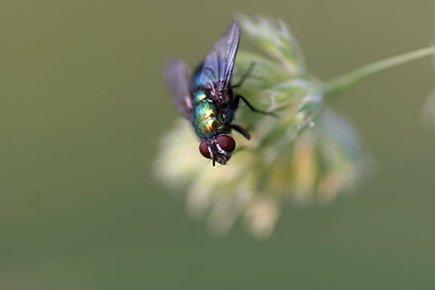avvicinamento, volare, insetto, natura, animale, macro, mosca domestica, temi animali, invertebrato, un animale, fauna selvatica, animali allo stato selvatico, pianta, bellezza nella natura, concentrarsi sulle conoscenze acquisite, nessuno, ala animale, giorno, fragilità, scarafaggio, vulnerabilità, viola, fiore, 1080P, CC0, dominio pubblico, privo di copyright