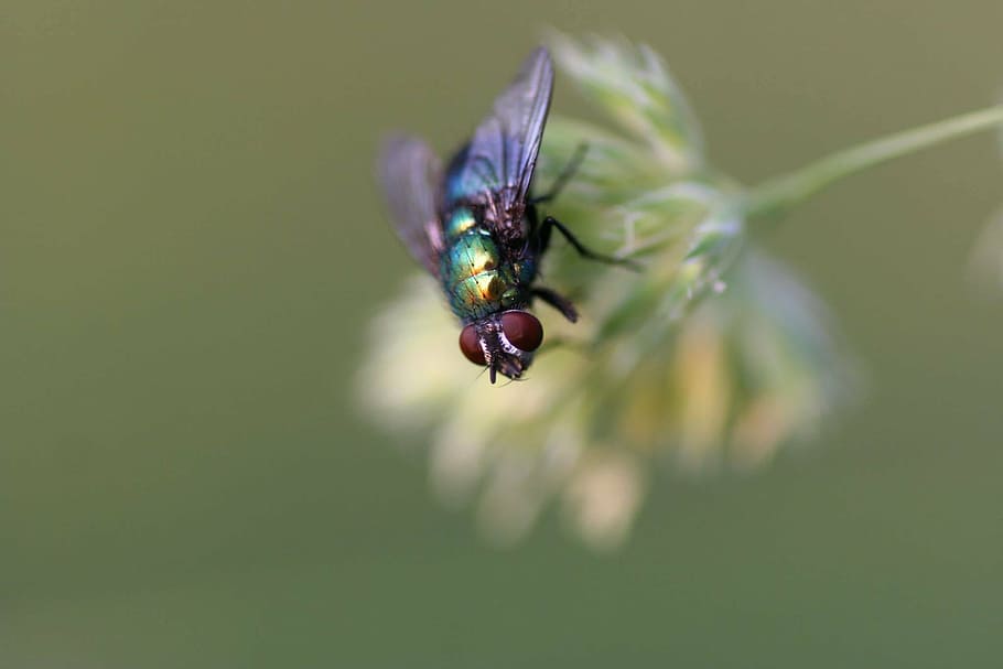 primer pla, volar, insecte, naturalesa, animal, macro, mosca domèstica, temes d'animals, invertebrat, un animal, fauna animal, animals a la natura, planta, bellesa a la natura, centrar-se en primer pla, cap gent, ala dels animals, dia, fragilitat, escarabat, vulnerabilitat, porpra, flor, 1080P