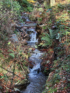 foresta della Turingia, bach, pietra grezza, Turingia Germania, paesaggio, umore, autunno, acqua, pianta, acqua corrente, bellezza nella natura, foresta, scaricamento, natura, fluente, crescita, movimento, nessuno, terra, albero, solido, scenics - natura, giorno, roccia, la tranquillità, roccia - oggetto, flusso - acqua che scorre, all'aperto, 2K, CC0, dominio pubblico, privo di copyright