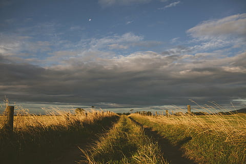 , wolke - himmel, Himmel, Pflanze, Umgebung, Landschaft, Land, Szenen - Natur, Schönheit in der Natur, Gras, Feld, ruhige Szene, Natur, Ruhe, Getreidepflanze, Wachstum, keine Leute, Landwirtschaft, Ernte, ländliche Szene, Wind, draußen, Marram Gras, 5K, CC0, gemeinfrei, lizenzfrei