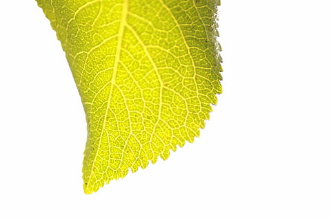 foglia, le foglie, verde, macro, avvicinamento, naturale, pianta, estate, vena, bianca, natura, freschezza, biologico, sfondi, parte vegetale, sfondo bianco, colore verde, ritagliare, girato in studio, vena fogliare, copia spazio, singolo oggetto, all'aperto, bellezza nella natura, nessuno, botanica, modello naturale, giallo, 5K, CC0, dominio pubblico, privo di copyright