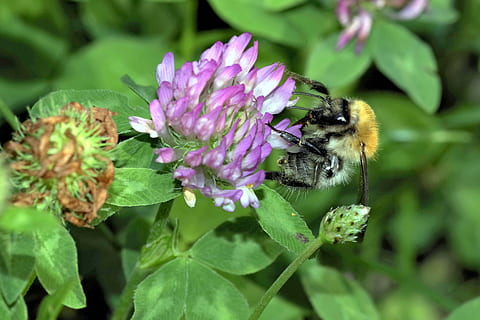 humlebi, insekt, bestøve, kløver, rød, blå, violet, blomst, foderplante, en blomst af marken, makro, stænglerne, Trifolium, farve, eng, grøn, blomstrende plante, plante, skønhed i naturen, dyr, dyre temaer, skrøbelighed, dyreliv, dyr i naturen, tæt på, sårbarhed, kronblad, friskhed, blomsterhoved, vækst, natur, et dyr, blad, plante del, ingen mennesker, udendørs, bestøvning, lilla, 4K, CC0, offentligt domæne, royaltyfrie