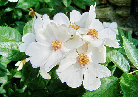 Rose, single-strede, hvid-strede, blomst, plante, blomstrende plante, skrøbelighed, sårbarhed, friskhed, vækst, skønhed i naturen, kronblad, tæt på, blomsterstand, pollen, blomsterhoved, hvid farve, blad, natur, fokus på forgrunden, dag, ingen mennesker, plante del, udendørs, forår, 2K, CC0, offentligt domæne, royaltyfrie