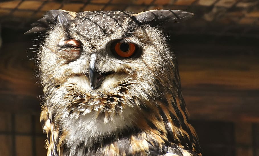 perto, foto, Castanho, coruja, pássaro, pena, coruja de águia, animais, pássaro selvagem, fofa, cabeça, conta, plumagem, natureza, fotografia da vida selvagem, mundo animal, mosca, temas animais, animal, Ave de rapina, um animal, animais selvagens, vertebrado, animais em estado selvagem, focar em primeiro plano, fechar-se, parte do corpo animal, ninguém, bico, cabeça de animal, dia, ao ar livre, olhando para a câmera, retrato, olho animal, Águia, 2K