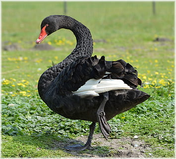 ballet, dans, vand, fugl, sort, ballet, dans, vand, fugl, natur, holland, dyr, sort svane, kystlinjen, serie, et dyr, dyr i naturen, dyre temaer, sort farve, dyreliv, hvirveldyr, svane, dag, ingen mennesker, græs, fokus på forgrunden, vand fugl, plante, Mark, udendørs, næb, dyrehalsen, 1080P, CC0, offentligt domæne, royaltyfrie