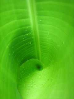 frunze, verde, frunza de banana, frunză verde, spirală, picatură, natură, Culoarea verde, macro, fundaluri, plantă, abstract, a închide, prospeţime, cădere brusca, mediu inconjurator, model, parte a plantelor, apă, nici o persoana, vena frunzelor, frumusețe în natură, extreme close-up, cadru complet, creştere, umed, zi, în aer liber, puritate, ploaie, rouă, picătură de ploaie, concentric, 1080P, CC0, domeniu public, fără drepturi de autor