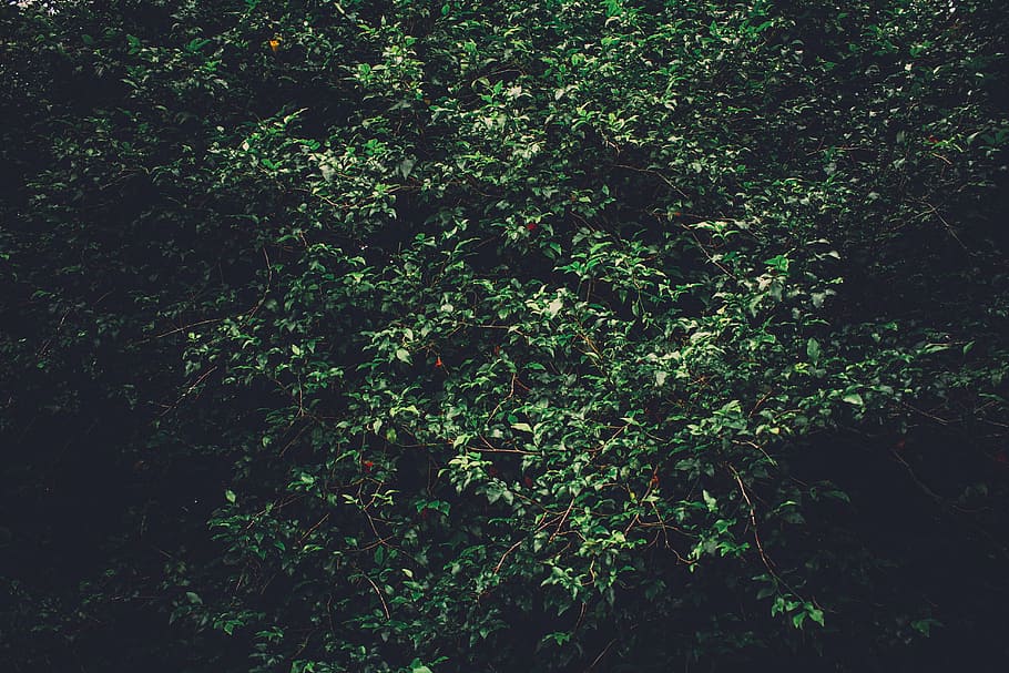 fons, la llum del dia, medi ambient, tarda, de fulla perenne, fresc, verd, paisatge, exuberant, naturalesa, a l'aire lliure, plantes, boscos, planta, creixement, arbre, bellesa a la natura, cap gent, color verd, dia, marc complet, tranquil·litat, part de la planta, terra, full, frescor, bosc, fullatge, vista d’angle alt, exuberant fullatge, llum solar, 5K