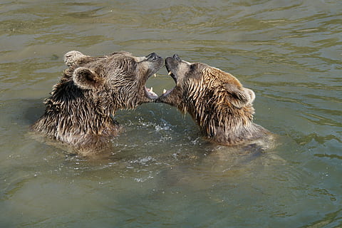 dois, Castanho, ursos, corpo, agua, Toque, expressão, animal, animais selvagens, mamífero, carnívoro, Urso marrom, natureza, Urso, temas animais, animais em estado selvagem, grupo de animais, dois animais, vertebrado, ninguém, dia, natação, união, animal jovem, rio, ao ar livre, família animal, 5K, CC0, domínio público, royalty free