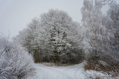 Bos, winters, winter bomen, winter, boom, wit, natuur, sneeuw, rijp, winter bos, besneeuwd, landschap, koude, nikon, bevroren, vorst, winter magie, winter kou, ijzig, koude temperatuur, seizoen, ijs-, weer, buitenshuis, Vakantiebestemmingen, niet-stedelijke scène, geen mensen, fabriek, schoonheid in de natuur, kalmte, witte kleur, land-, rustige scène, hemel, scenics - natuur, dag, de weg vooruit, aan het bedekken, extreem weer, sneeuwen, 5K, CC0, publiek domein, royaltyvrij