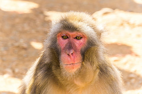 foto, gris, mico, focalitzar la fotografia, marró, primat, macaque, cara, retrat, expressió, Japó, mamífer, fauna animal, un animal, animals a la natura, mirant la càmera, maca japonès, pèl d’animals, vertebrats, cap gent, cabell, part del cos dels animals, centrar-se en primer pla, a l'aire lliure, babuí, 5K, CC0, domini públic, lliure de regalies