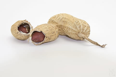 il·lustració de cacauet, nou, cacauet, berenar, cacauets, fruits secs, shell, menjar, menjar i beguda, tir de l'estudi, fons blanc, animal, a l'interior, temes d'animals, tallar, còpia espai, cap gent, alimentació saludable, primer pla, grup d'objectes, fruita, rèptil, biologia, frescor, vista d’angle alt, marró, naturalesa, petit, 2K, CC0, domini públic, lliure de regalies