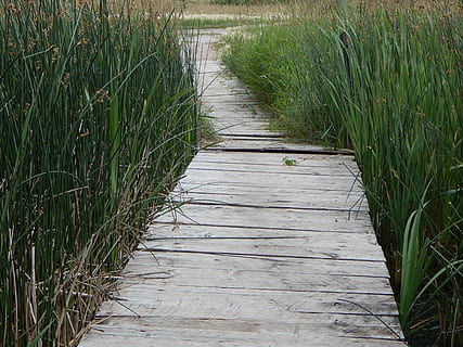 Dock, Holz, Pfad, rustikal, Gras, Natur, hölzern, szenisch, Gehweg, Seebrücke, draußen, hohes Gras, Fußweg, Promenade, Sumpf, Fluss, Landschaft, Wasser, keine Leute, ländliche Szene, grüne Farbe, Holz - Material, szenen, Sommer-, Landwirtschaft, Ernte, Pflanze, Wachstum, der Weg nach vorn, Tag, Richtung, Ruhe, Feld, Land, Schönheit in der Natur, ruhige Szene, abnehmende Perspektive, Lieschgras, lange, 1080P, CC0, gemeinfrei, lizenzfrei