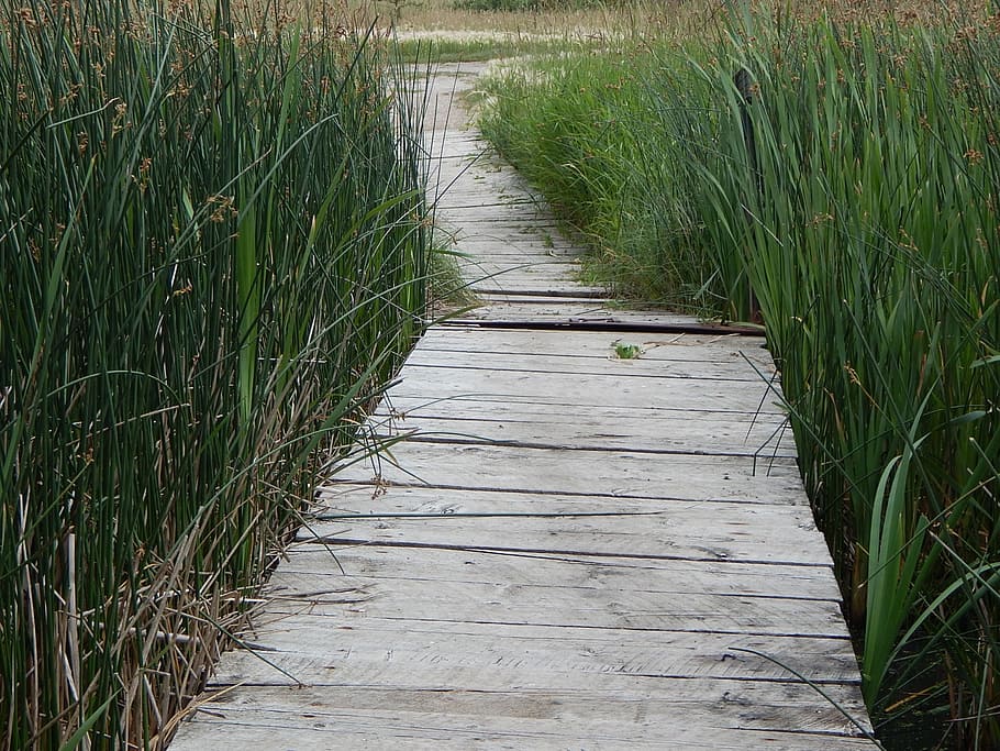 Dock, Holz, Pfad, rustikal, Gras, Natur, hölzern, szenisch, Gehweg, Seebrücke, draußen, hohes Gras, Fußweg, Promenade, Sumpf, Fluss, Landschaft, Wasser, keine Leute, ländliche Szene, grüne Farbe, Holz - Material, szenen, Sommer-, Landwirtschaft, Ernte, Pflanze, Wachstum, der Weg nach vorn, Tag, Richtung, Ruhe, Feld, Land, Schönheit in der Natur, ruhige Szene, abnehmende Perspektive, Lieschgras, lange, 1080P