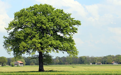 grön, ensam, träd, cumulus moln, lone tree, natur, äng, individuellt, landskap, Chiemgau, himmel, moln - himmel, fält, tillväxt, dag, växt, landa, miljö, gräs, grön färg, lugn, skönhet i naturen, lugn plats, landsbygden scen, scenics - natur, arkitektur, inget folk, byggd struktur, utomhus, 5K, CC0, offentligt domän, royaltyfria