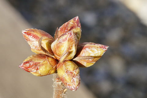 knop, scion, motor, forår, natur, opvågnen, plante, vækst, lev nye, frisch, dyrke, afdeling, tæt, spire, frisk drev, ung, tæt på, skrøbelighed, skønhed i naturen, sårbarhed, blomst, fokus på forgrunden, blomstrende plante, friskhed, ingen mennesker, udendørs, blomsterstand, kronblad, blomsterhoved, dag, botanik, tør, visnet plante, naturlig tilstand, 5K, CC0, offentligt domæne, royaltyfrie