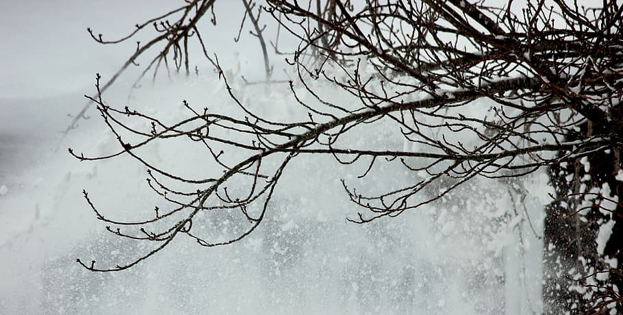 tre, vinter, snø, vintertrær, desember, gren, snøstorm, bare tre, kaldtemperatur, natur, anlegg, ingen folk, snowing, frossen, skjønnhet i naturen, dag, utendørs, ro, fokusere på forgrunnen, vann, hvit farge, naturskjønnhet - natur, is, ekstremt vær, nåletre, 5K