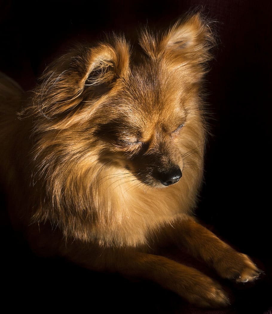 hund, Dave, kæledyr, gå, i søvn, dyr, nuttet, ung, sovende, pote, lille, indenlandske, Brun, pels, hundehvalp, træt, yndig, hvile, søvnig, et dyr, dyr kropsdel, sort baggrund, dyreliv, dyrehår, tæt på, ingen mennesker, studio skud, dyr i naturen, pattedyr, dyre temaer, hunde, husdyr, hår, indendørs, lempelse, portræt, dyr hoved, renraset hund, 2K