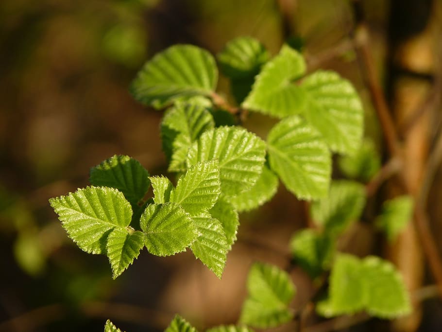 Buche, Frühling, Blätter, Ast, Grün, Wald, Natur, Baum, Pflanze, schließen, frühlingsanfang, zuerst geht, Laubbaum, Blatt, Wachstum, grüne Farbe, Nahansicht, keine Leute, Frische, Tag, selektiver Fokus, Pflanzenteil, Essen und Trinken, Lebensmittel, Schönheit in der Natur, Kraut, Landwirtschaft, draußen, Medizin, Fokus auf den Vordergrund, Land, gesundes Essen, Minzblatt - kulinarisch, Gartenarbeit, 4K