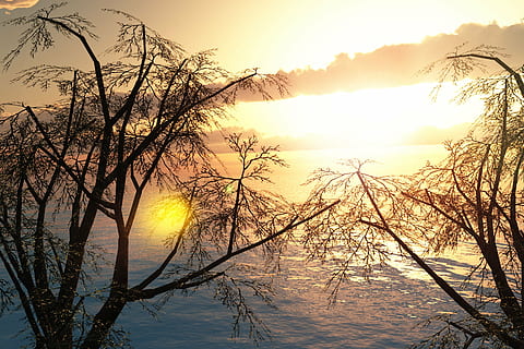 tramonto, natura, cielo, nuvole, albero, rami, d'oro, luminosa, sole, colorato, mare, oceano, acqua, bellissimo, tranquillo, estate, cielo serale, calma, bellezza nella natura, la tranquillità, scenics - natura, scena tranquilla, pianta, silhouette, ramo, nessuno, albero nudo, idilliaco, colore arancione, luce del sole, scena non urbana, all'aperto, 4K, CC0, dominio pubblico, privo di copyright