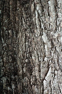 træbark tekstur, træ, træagtig, struktur, baggrund, ru, mønster, abstrakt, uslebne baggrund, revner, grå, buske, fuld ramme, baggrunde, tekstureret, træstamme, bagagerum, tæt på, ingen mennesker, plantebark, ekstrem nærbillede, udendørs, natur, plante, naturligt mønster, dag, træ - materiale, forvitret, abstrakte baggrunde, tekstureret effekt, bark, 1080P, CC0, offentligt domæne, royaltyfrie
