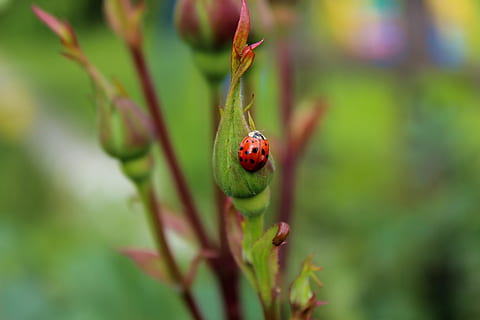 marieta, error, insecte, vermell, naturalesa, planta, color verd, primer pla, escarabat, temes d'animals, animal, fauna animal, un animal, invertebrat, animals a la natura, dia, cap gent, centrar-se en primer pla, enfocament selectiu, bellesa a la natura, creixement, petit, 5K, CC0, domini públic, lliure de regalies